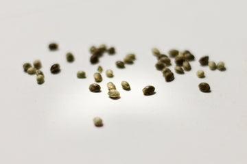 Cannabis seeds laying on a white surface, focussed on the middle of the image and blurry on the sides