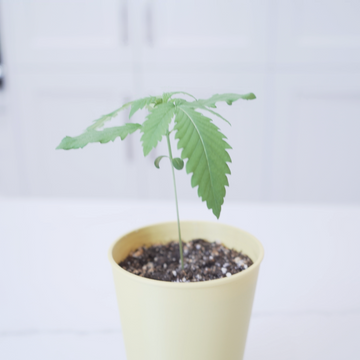 Cannabis seedlings in the BudCups self-draining, easy transplanting seed starting containers