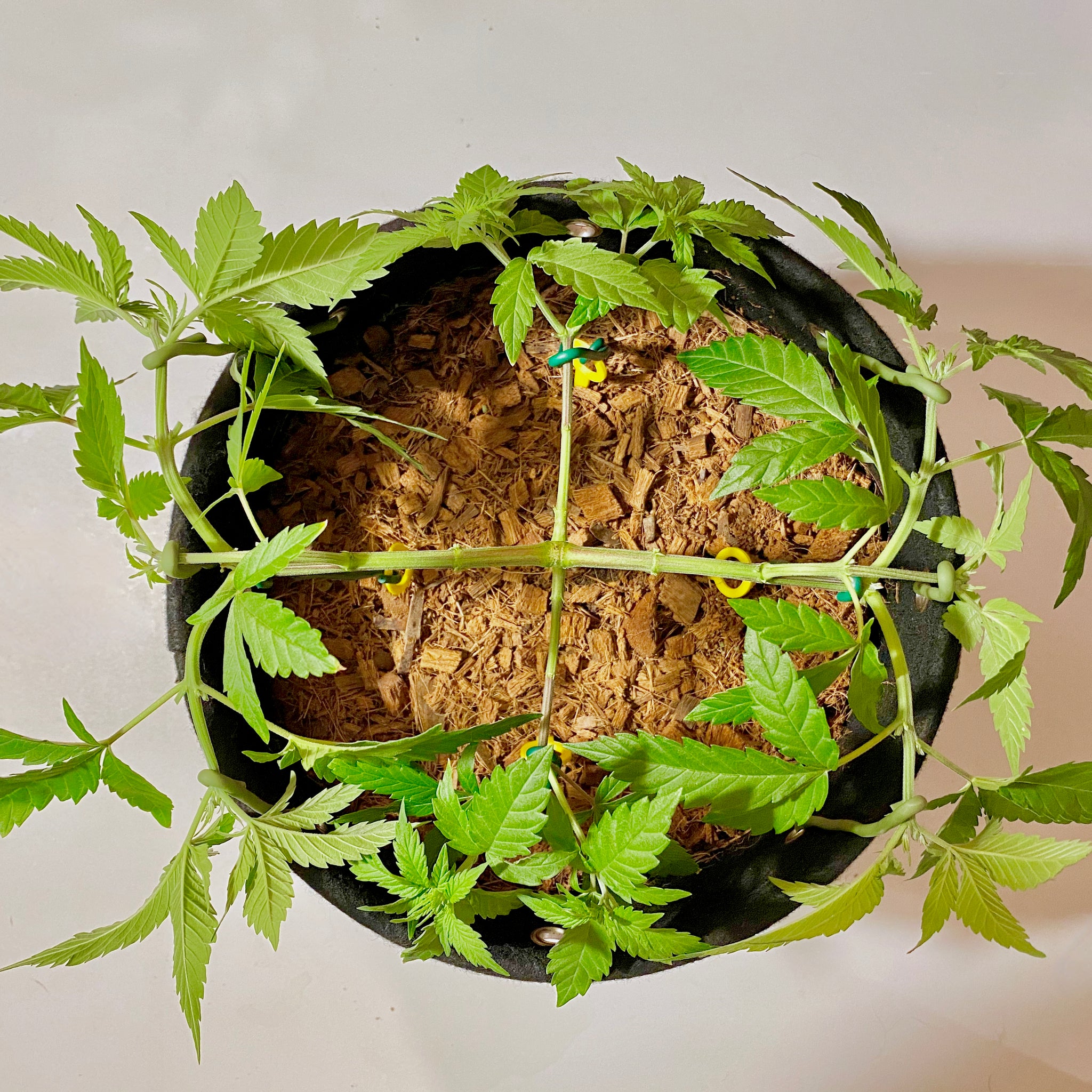 How to Manifold (& Prune) Hemp: the Best Online Step-by-Step Guide (w/ pics & videos)