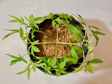 How to Manifold (& Prune) Hemp: the Best Online Step-by-Step Guide (w/ pics & videos)