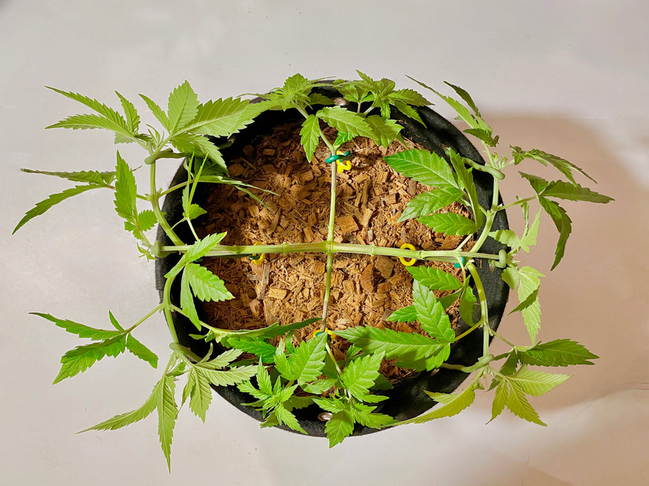 The Do’s and Don’ts of How to Trim Cannabis Plants as They Grow