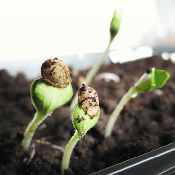 Cannabis seedlings germinating with the seed shells still on