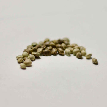 How to Select Cannabis Seeds for Best Personal Results