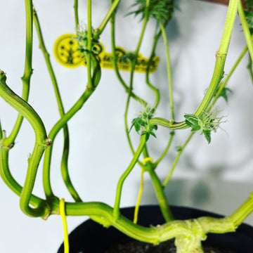 Cannabis plant branch structure on week 3 of flower trained with a manifold technique
