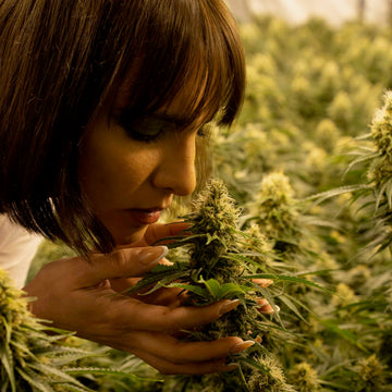 brunette girl smelling cannabis flowers in her hand