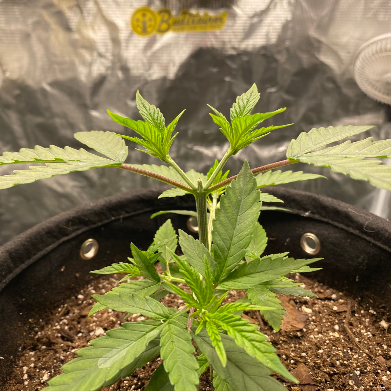 Cannabis plant during vegetative stage that was topped