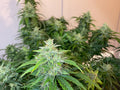 How to Low-Stress-Train (LST) Your Plants: Autoflowers or Photoperiods