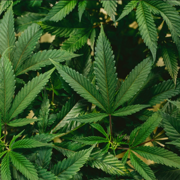 Joint with cannabis flowers on top of a magazine and a cannabis leaf