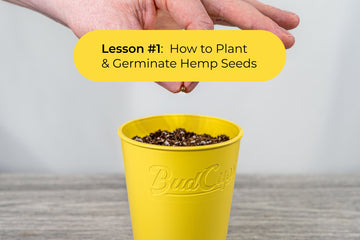 The BudTrainer Method™ Lesson #1:  How to Plant & Germinate Hemp Seeds