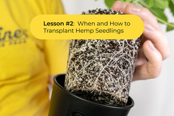 The BudTrainer Method™ Lesson #2: When & How to Transplant Hemp Seedlings