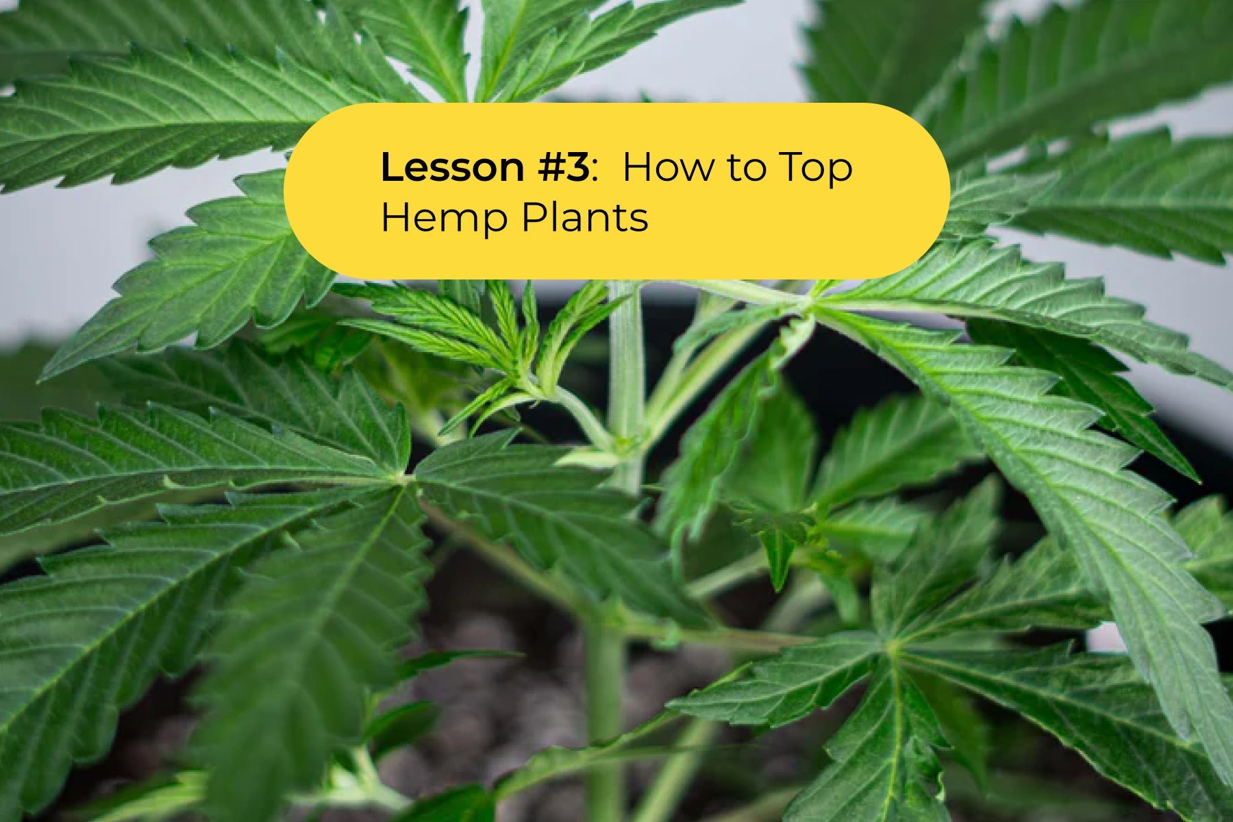 The BudTrainer Method™ Lesson #3: How to Top Hemp Plants