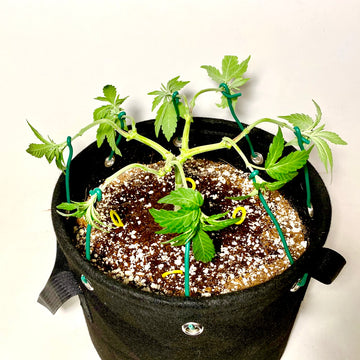 How to Mainline (& Prune) Hemp: the Best Online Step-by-Step Guide (w/ pics & videos)