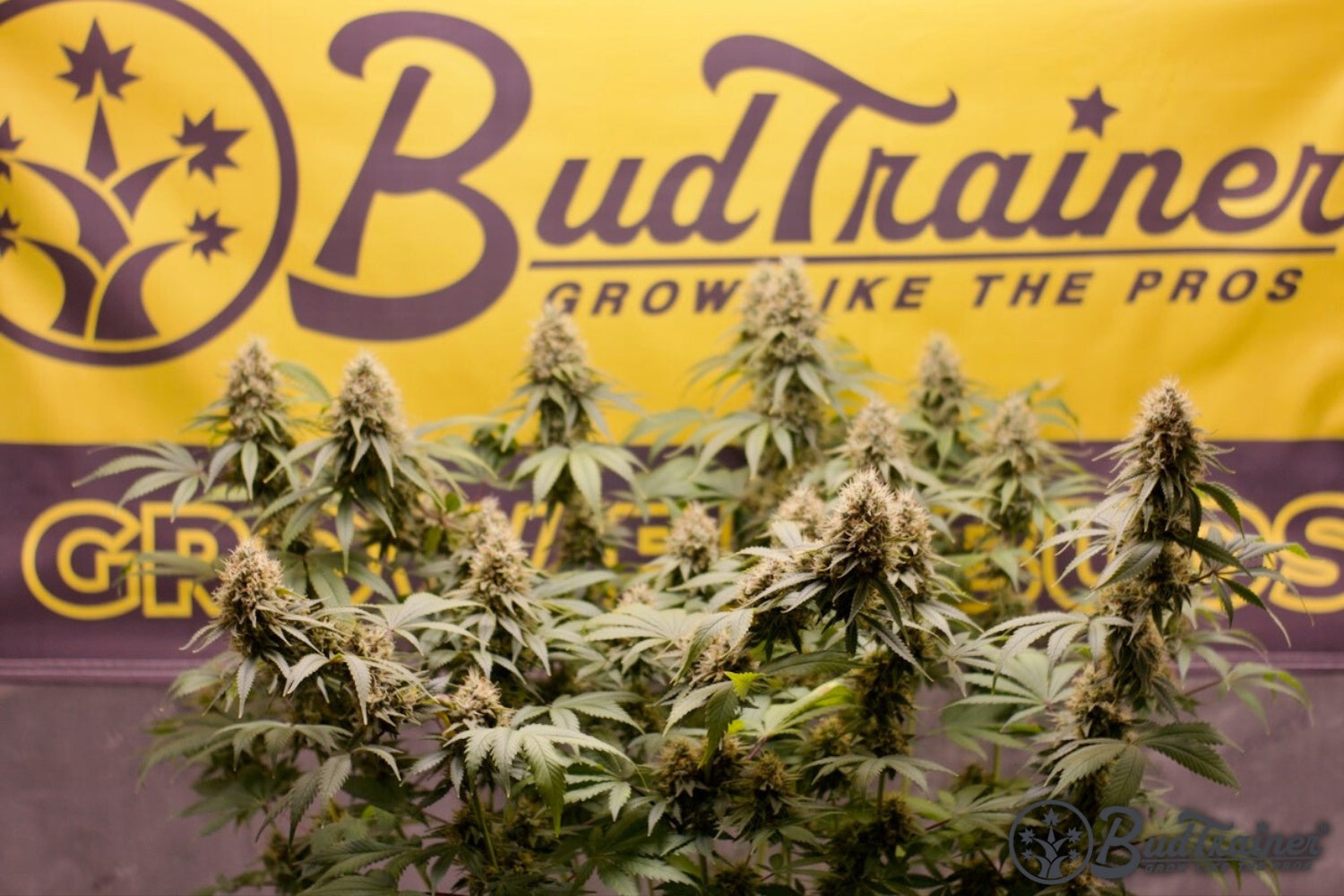 Multiple cannabis plants with mature buds growing under indoor conditions, with a yellow and purple ‘BudTrainer’ banner in the background.