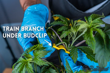Person wearing blue gloves demonstrating how to train a cannabis branch under a yellow BudClip, with the text “Train Branch Under BudClip” and an arrow pointing to the branch, and the BudTrainer logo in the bottom right corner.