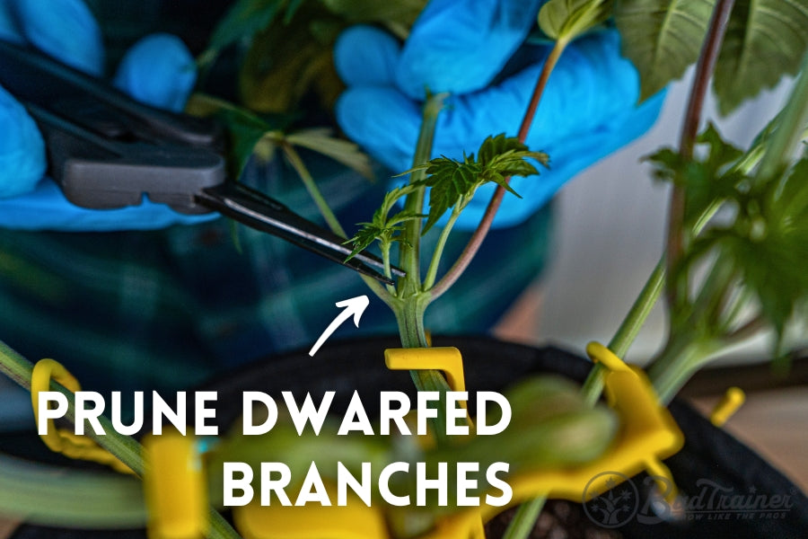 Close-up of a person wearing blue gloves using pruning shears to trim a small, underdeveloped branch on a plant. Yellow training clips are attached to the plant’s main stem. The image includes instructional text that reads, ‘PRUNE DWARFED BRANCHES,’ with an arrow pointing to the area being pruned.