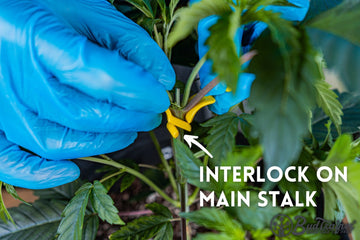 Person wearing blue gloves demonstrating how to interlock a yellow BudClip on the main stalk of a cannabis plant, with the text “Interlock on Main Stalk” and an arrow pointing to the BudClip, and the BudTrainer logo in the bottom right corner.