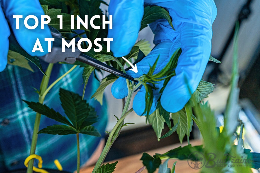 Close-up of a person wearing blue gloves using pruning shears to carefully trim the top of a small plant. The image includes instructional text that reads, ‘TOP 1 INCH AT MOST,’ with an arrow pointing to the area being trimmed. The surrounding green foliage and stems are clearly visible.