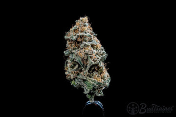 This image displays a close-up of a dense cannabis bud against a completely black background. The bud is frosty with visible trichomes and orange pistils, showcasing its resinous, crystal-covered surface. The lighting accentuates the texture and details of the bud, with the green leaves and orange hairs standing out vividly. The BudTrainer logo is subtly visible in the lower right corner.