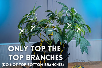 A plant growing in a black fabric pot with yellow ties supporting the branches. The image includes instructional text reading, ‘ONLY TOP THE TOP BRANCHES (DO NOT TOP BOTTOM BRANCHES),’ with circles indicating the top branches to be pruned and X marks on the lower branches to avoid pruning. The BudTrainer logo is visible in the bottom right corner.