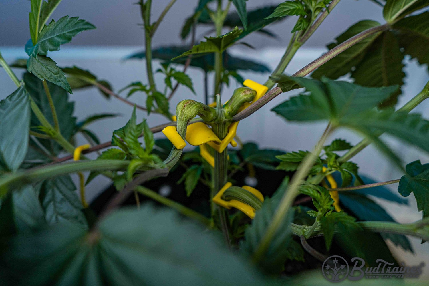 Cannabis plant branches being trained with multiple yellow BudClips, showing the branches spread and secured for optimal growth, with the BudTrainer logo in the bottom right corner.