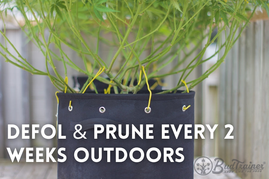 Close-up of a black fabric pot with yellow garden ties supporting the branches of a plant. The plant’s lower branches are visible, and the background shows an outdoor setting. The image includes instructional text that reads, ‘DEFOL & PRUNE EVERY 2 WEEKS OUTDOORS.’ The BudTrainer logo is visible in the bottom right corner.