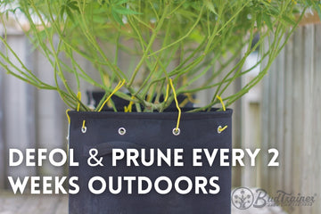 Close-up of a black fabric pot with yellow garden ties supporting the branches of a plant. The plant’s lower branches are visible, and the background shows an outdoor setting. The image includes instructional text that reads, ‘DEFOL & PRUNE EVERY 2 WEEKS OUTDOORS.’ The BudTrainer logo is visible in the bottom right corner.