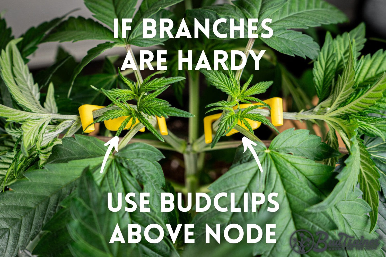 Cannabis plant branches being trained with yellow BudClips above the node, with the text “If Branches Are Hardy Use BudClips Above Node” and arrows pointing to the BudClips, and the BudTrainer logo in the bottom right corner.