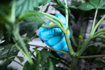 Person wearing blue gloves gently bending a cannabis plant branch with a yellow BudClip visible, focusing on the training technique, with the BudTrainer logo in the bottom right corner.