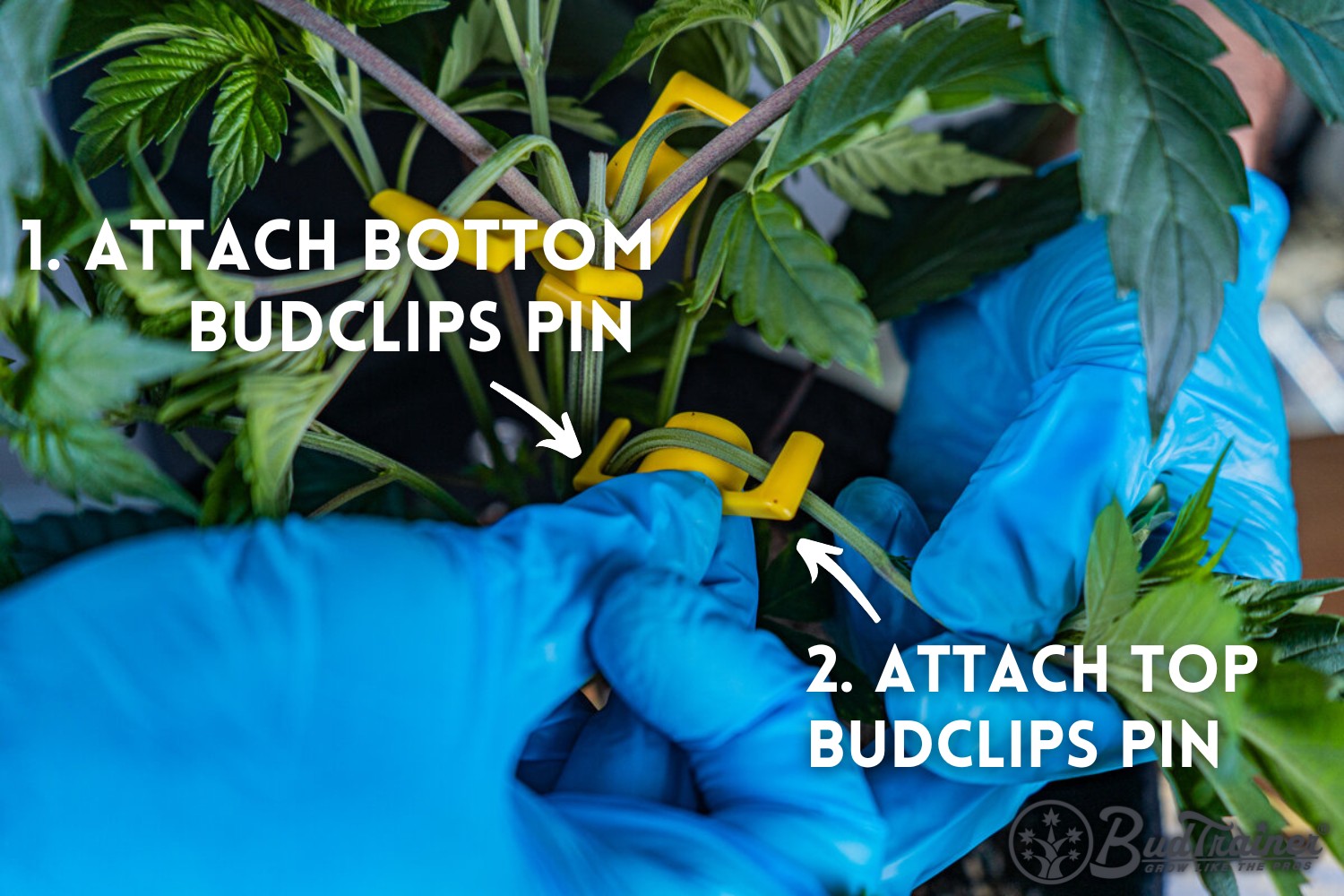 Person wearing blue gloves demonstrating how to attach a yellow BudClip to a cannabis plant branch, with labeled steps “1. Attach Bottom BudClips Pin” and “2. Attach Top BudClips Pin” and arrows pointing to the BudClip, and the BudTrainer logo in the bottom right corner.