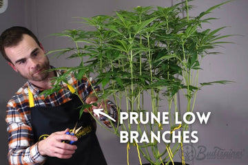 A person wearing a plaid shirt and a BudTrainer apron is using pruning shears to trim the lower branches of a tall plant supported by yellow ties. The image includes instructional text that reads ‘PRUNE LOW BRANCHES,’ with an arrow pointing to the area being pruned. The BudTrainer logo is visible in the bottom right corner.