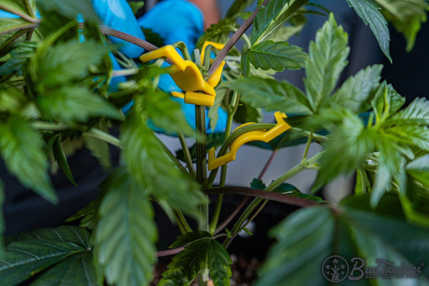 Cannabis plant branches being trained with multiple yellow BudClips, showing the branches spread and secured for optimal growth, with the BudTrainer logo in the bottom right corner.