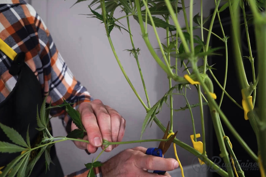 A person wearing a plaid shirt and a BudTrainer apron is using pruning shears to trim a lower branch of a tall plant supported by yellow ties. The person’s hands are focused on carefully cutting the stem while adjusting the plant.