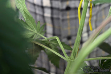 Close-up of a cannabis plant branch being trained, showing the details of the stem and leaves with a yellow training tie visible in the background, and the BudTrainer logo in the bottom right corner.