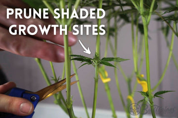 Close-up of a person using pruning shears to trim a shaded growth site on a plant. The image includes instructional text that reads, ‘PRUNE SHADED GROWTH SITES,’ with an arrow pointing to the small growth being pruned. Yellow training clips are visible on the plant’s stems.