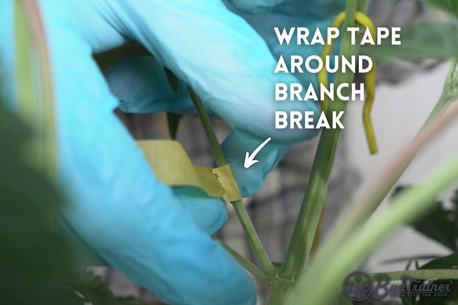 Person wearing blue gloves wrapping tape around a cannabis plant branch break, with the text “Wrap Tape Around Branch Break” and an arrow pointing to the taped area, and the BudTrainer logo in the bottom right corner.