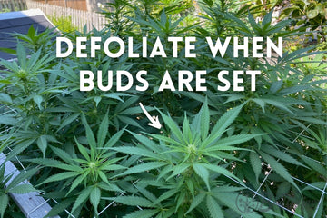 An outdoor garden scene showing dense green foliage of cannabis plants. The image includes instructional text that reads, ‘DEFOLIATE WHEN BUDS ARE SET,’ with an arrow pointing to the center of one of the plants. The background features a backyard setting with a fence and greenery.