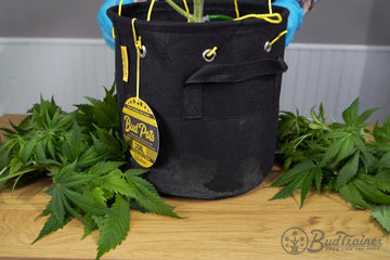 The image shows a black fabric pot, labeled "Bud Pots," sitting on a wooden surface. The pot has yellow grommets around the top edge and yellow gardening wire securing a plant inside the pot. The plant, which appears to be a cannabis plant, has green leaves spread out on the table around the pot. The label on the pot indicates it is a "3 GAL" size and features the BudTrainer logo and tagline, "Grow like the pros." The scene seems to take place in an indoor gardening or cultivation setting.