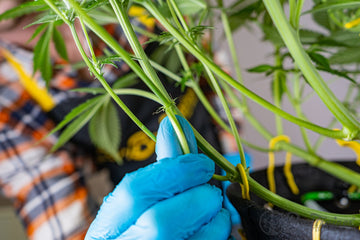 A person wearing blue gloves gently holding a green plant stem, using yellow clips to support the plant, with leaves and stems in the background.