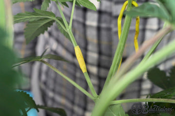 Close-up of a cannabis plant branch that has been wrapped with tape after a break, showing the secured area with a yellow training tie visible in the background, and the BudTrainer logo in the bottom right corner.