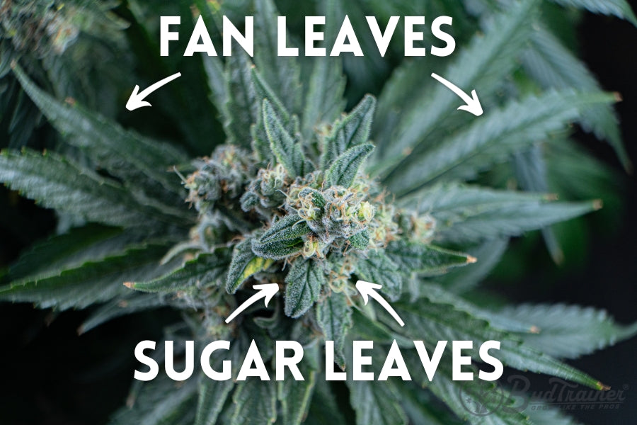 Close-up of a cannabis plant highlighting the different types of leaves. The image features instructional text labeling ‘FAN LEAVES’ at the larger outer leaves and ‘SUGAR LEAVES’ at the smaller, trichome-covered inner leaves near the buds, with arrows pointing to each respective leaf type.