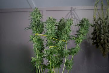 A cluster of mature cannabis plants with thick buds, supported by yellow ties, indoors under soft lighting. In the background, other plants can be seen hanging upside down for drying, indicating a harvesting or curing process.