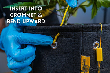 Person wearing blue gloves demonstrating how to insert a yellow tie into a grommet on a fabric pot and bend it upward, with the text “Insert Into Grommet & Bend Upward,” and the BudTrainer logo in the bottom right corner.