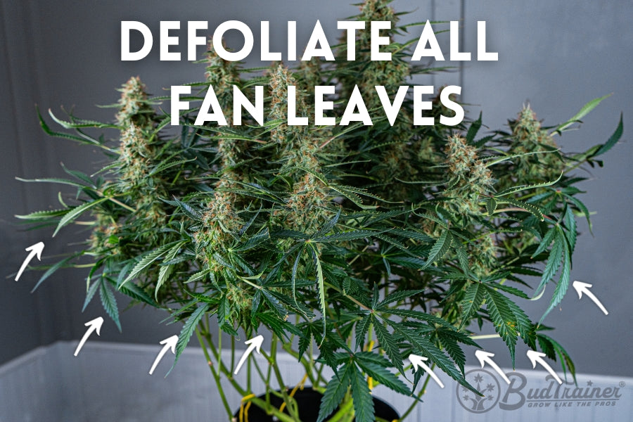 A cannabis plant with large buds and fan leaves. The image includes instructional text that reads, ‘DEFOLIATE ALL FAN LEAVES,’ with arrows pointing to the large fan leaves that should be removed. The BudTrainer logo is visible in the bottom right corner.