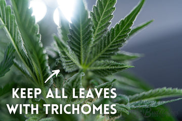 Close-up of a cannabis leaf covered in trichomes under bright lighting. The image includes instructional text that reads, ‘KEEP ALL LEAVES WITH TRICHOMES,’ with an arrow pointing to the trichome-covered leaves. The BudTrainer logo is visible in the bottom right corner.