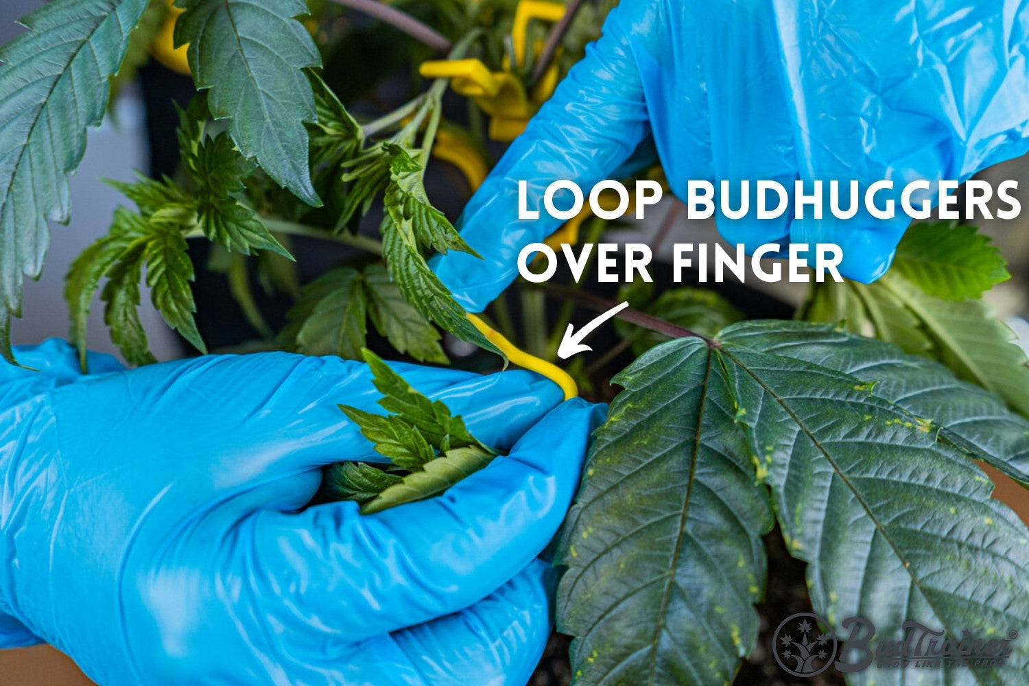 Person wearing blue gloves demonstrating how to loop BudHuggers over their finger while training a cannabis plant branch, with the text “Loop BudHuggers Over Finger” and an arrow pointing to the BudHuggers, and the BudTrainer logo in the bottom right corner.