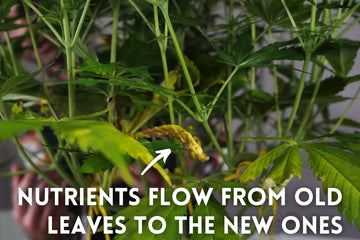 A close-up of a cannabis plant with yellowing older leaves, showing signs of nutrient redistribution. The image includes instructional text that reads, ‘NUTRIENTS FLOW FROM OLD LEAVES TO THE NEW ONES,’ with an arrow pointing to a yellowing leaf. Green, healthy leaves are visible in the background.