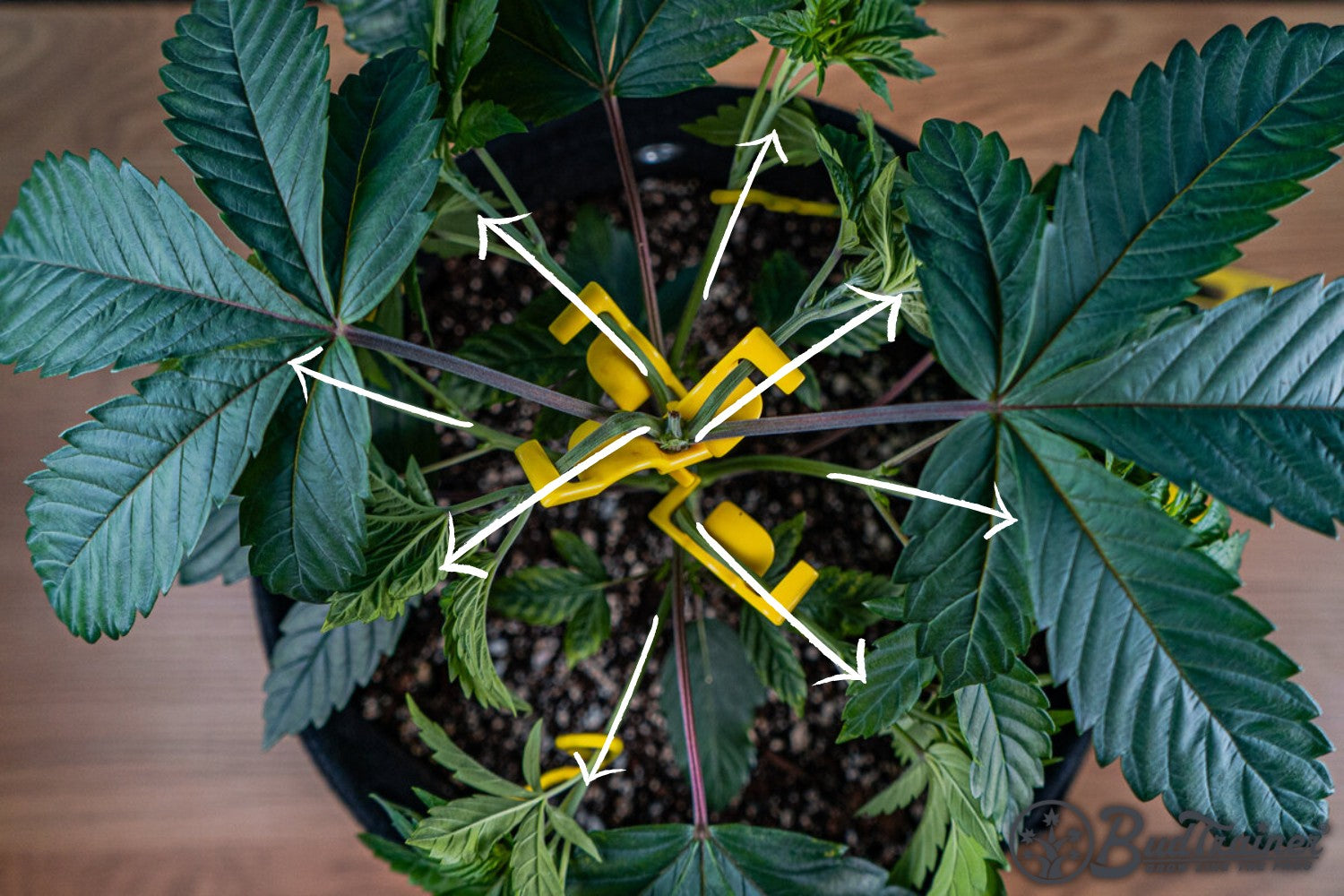 Top-down view of a cannabis plant with branches being trained outward using yellow BudClips, with arrows indicating the direction of branch spreading, and the BudTrainer logo in the bottom right corner.