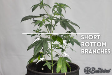 Cannabis plant with short bottom branches indicated by arrows and labeled text “Short Bottom Branches,” showing a horizontal line to separate the bottom branches from the rest of the plant, and the BudTrainer logo in the bottom right corner.