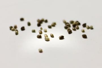 Cannabis seeds on top of a white surface