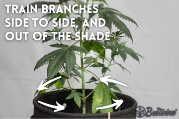 Cannabis plant with branches indicated by arrows and labeled text “Train Branches Side to Side, and Out of the Shade,” demonstrating the technique to spread branches for better light exposure, and the BudTrainer logo in the bottom right corner.